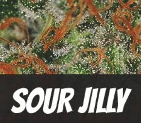 Sour Jilly Strain