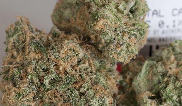 stardawg strain medical