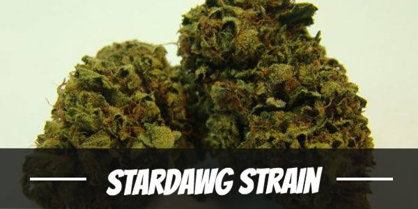 stardawg strain