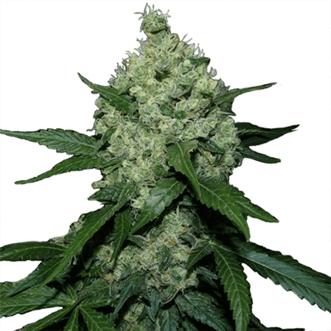 super skunk cannabis plant