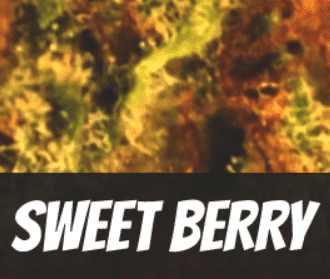 Sweet Berry Strain