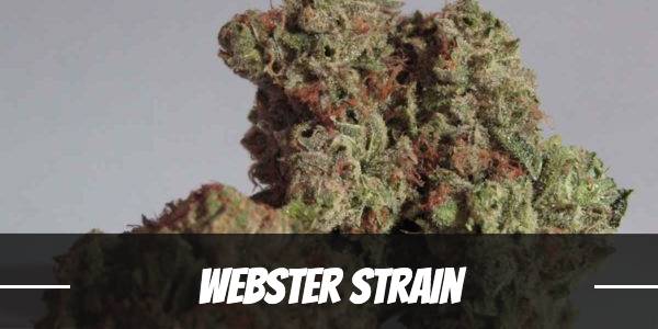 Webster Strain