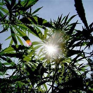 What is photosynthesis in cannabis