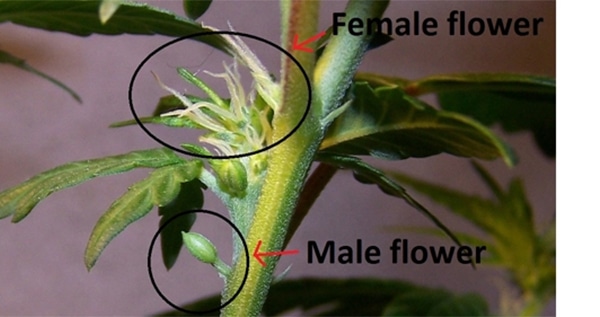 male and female marijuana 