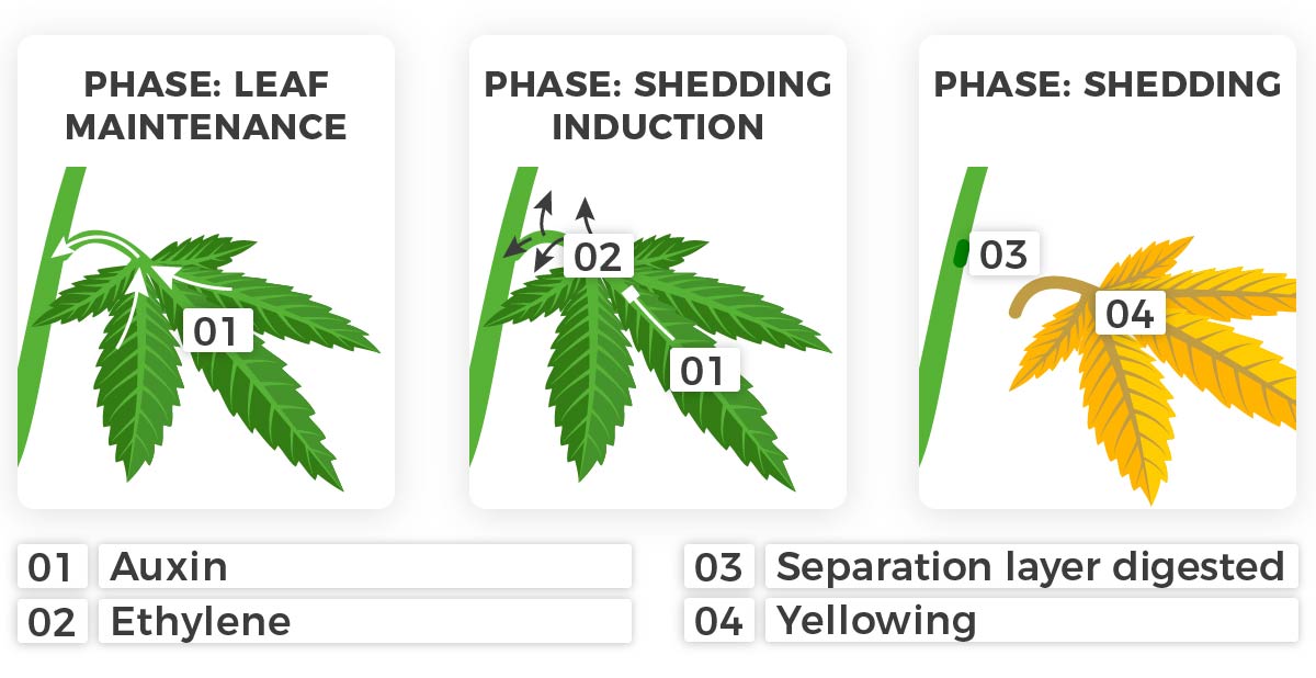 Auxin cannabis plant