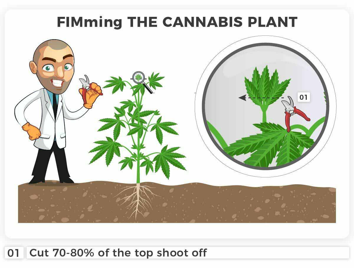 FIMing the cannabis plant close up view