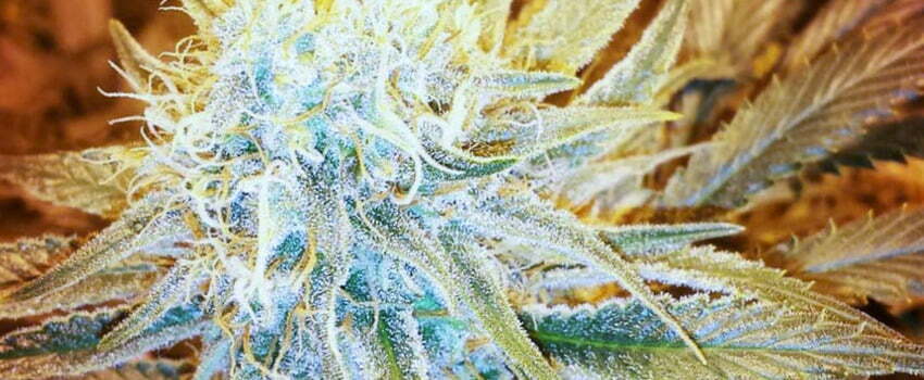 closeup photo of g13 marijuana strain flower