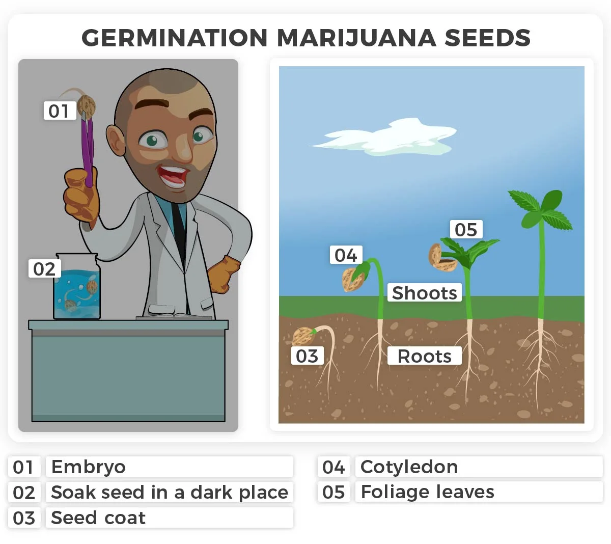 Germination process marijuana seeds