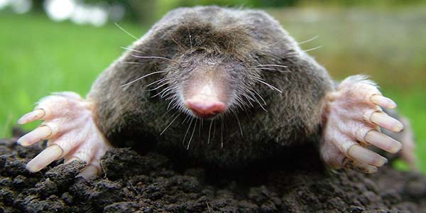 Gophers and moles on cannabis plants