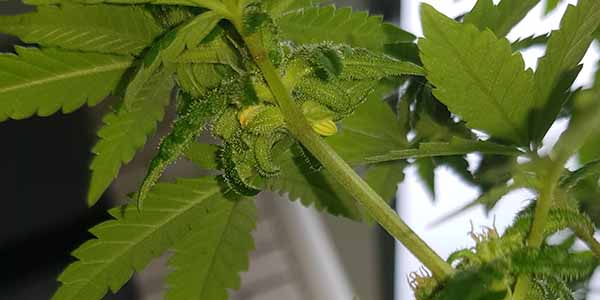 Colloidal silver make feminized marijuana seeds