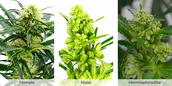 Female male hermaphrodite marijuana plant