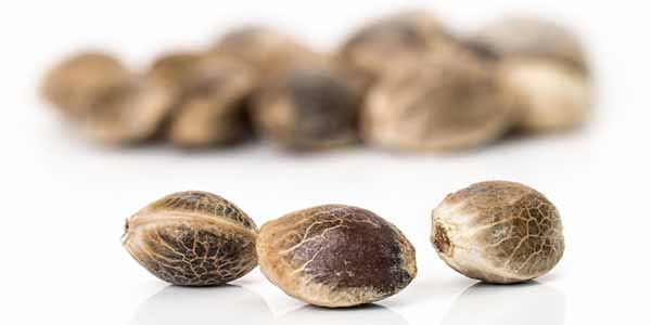 How to make marijuana seeds