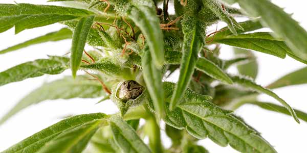 female marijuana plant pollination