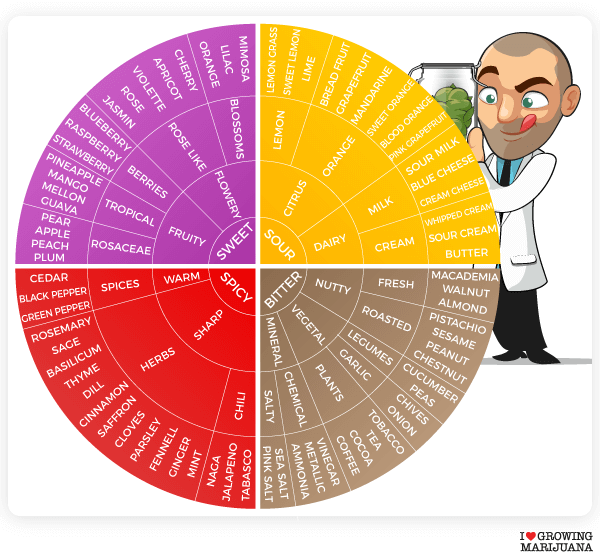 Maximize your weed terpenes and terpenoids