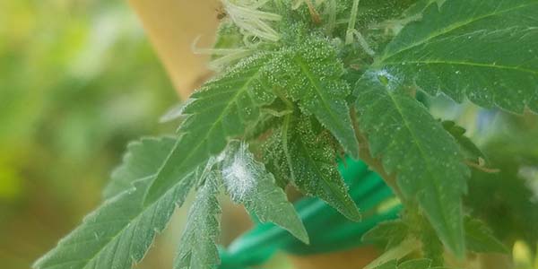 get rid of mealy bugs on weed plants