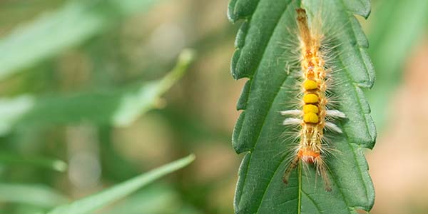 Pests on marijuana leaves