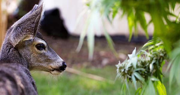 Protecting Marijuana Plants from Animal Pests