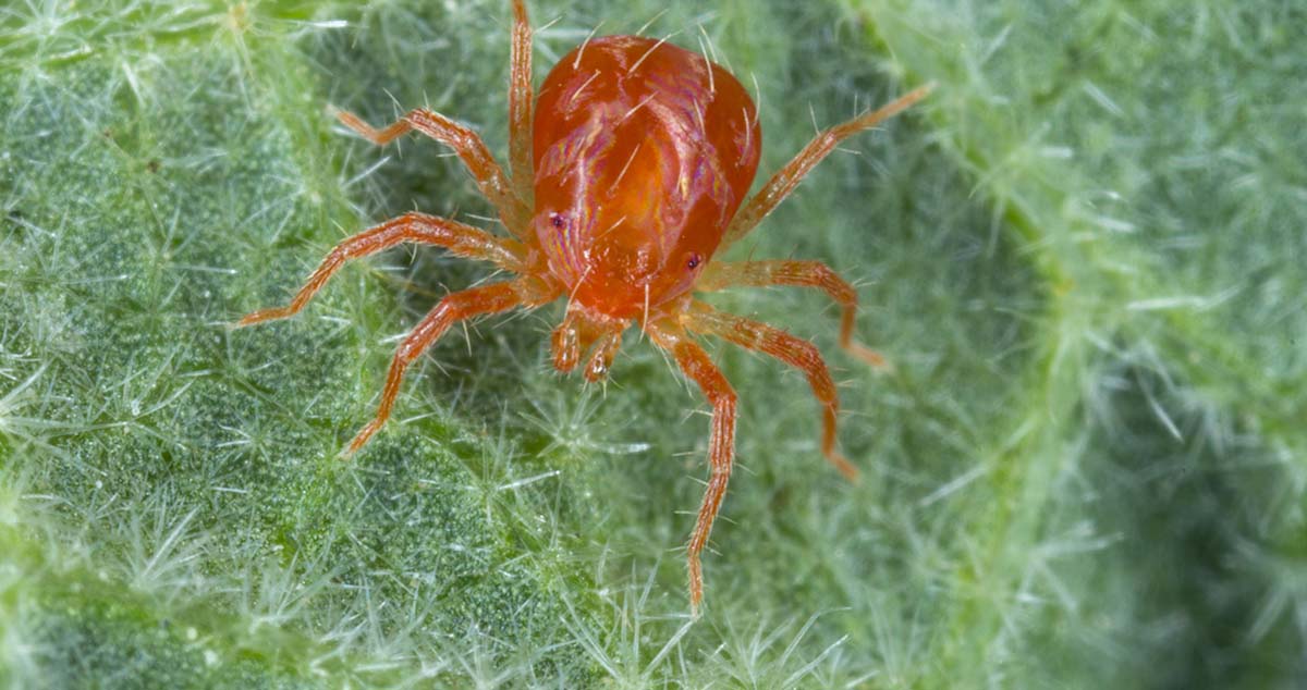 Russet mites marijuana pest