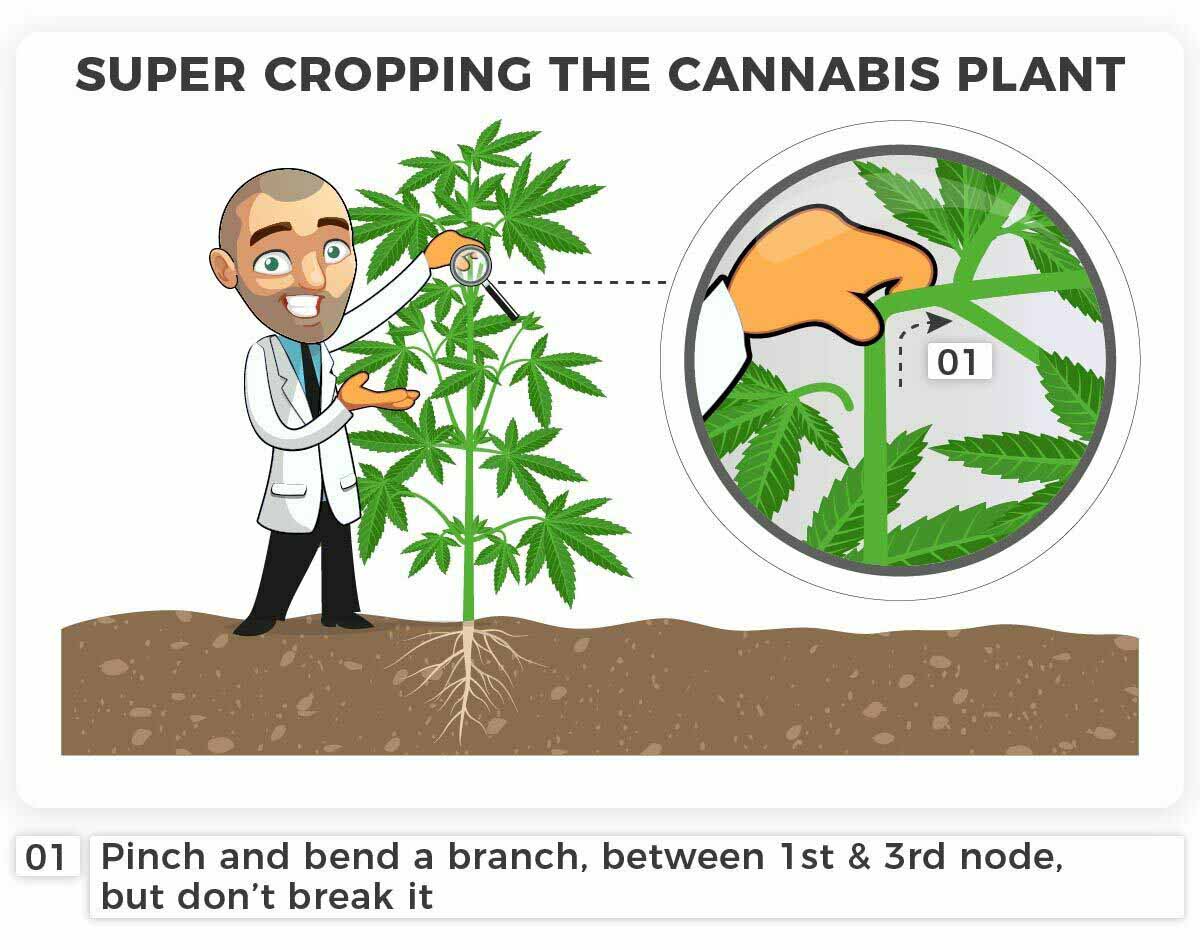 Super cropping the cannabis plant