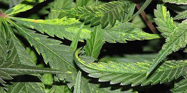 What is the tobacco mosaic virus on marijuana