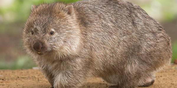 Wombats