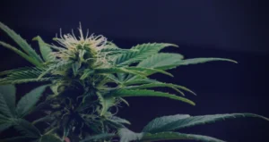 blueberry cannabis strain