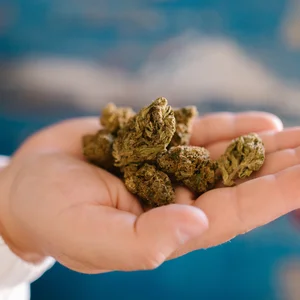Low THC Seeds