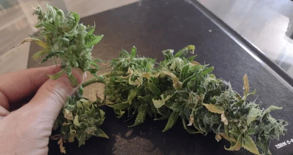 Airy and loose marijuana buds