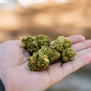 Medium THC seeds
