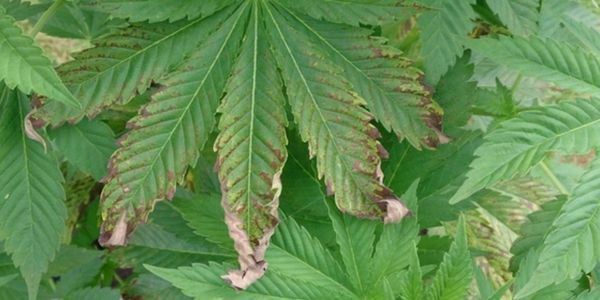 Nutrition burn on marijuana plant