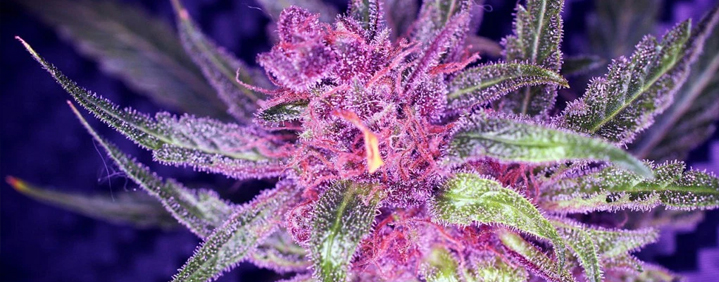 purple marijuana plants