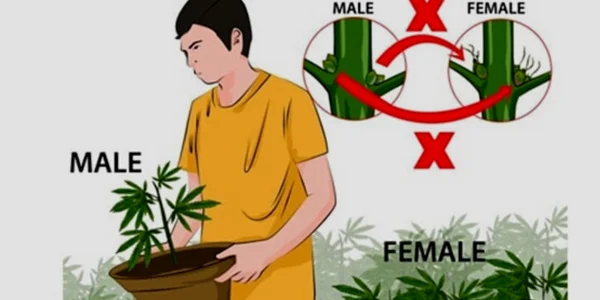 How to remove male marijuana plants