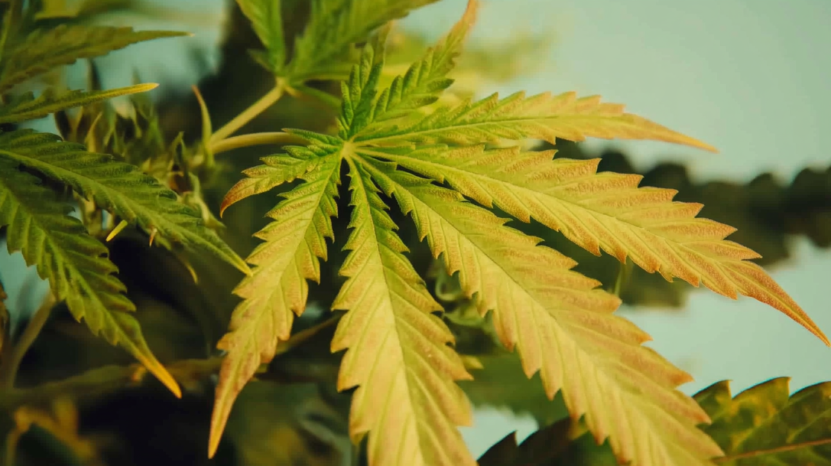 Why Your Marijuana Leaves are Turning Yellow