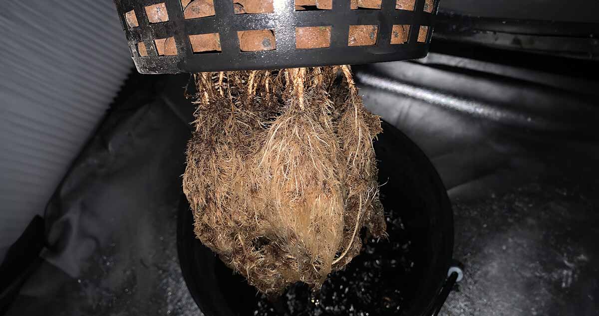 How to identify root problems in cannabis