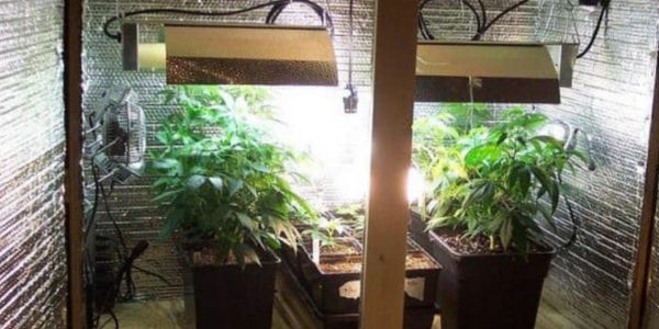 Growing cannabis indoors with high quality grow lights