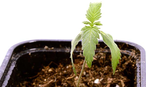 Two weeks old autoflower marijuana plant