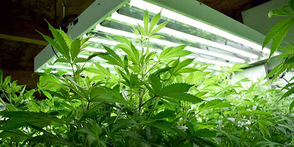 Growing marijuana inside a grow room