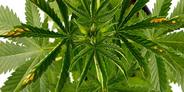 signs of Heat stress high temperature marijuana leaves