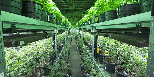 Single and double marijuana grow room