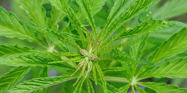 a marijuana plant in flowering stage