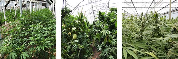 Maximizing your marijuana greenhouse setup