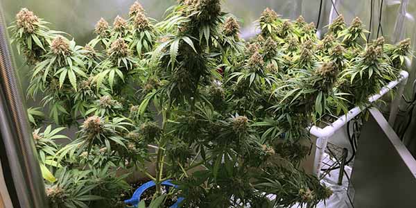 The benefits of mainlining cannabis