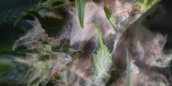 grey mold bud rot marijuana plant