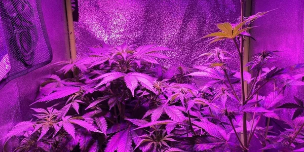 growing cannabis indoors under light