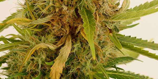 marijuana plant signs of beginning bud rot