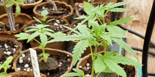 vegetative stage 4 weeks