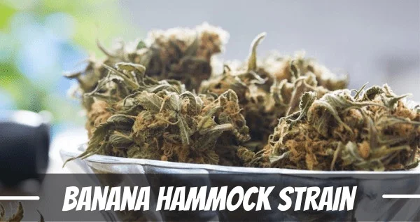 Banana Hammock Strain