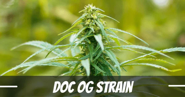 Doc OG Strain