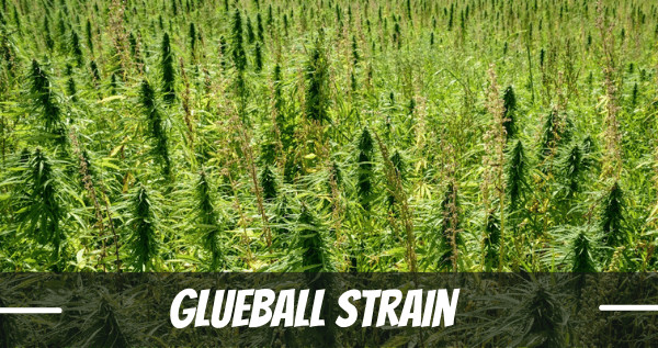 Glueball cannabis Strain