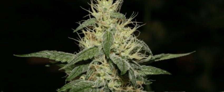 a growing mango tango cannabis plant on dark background